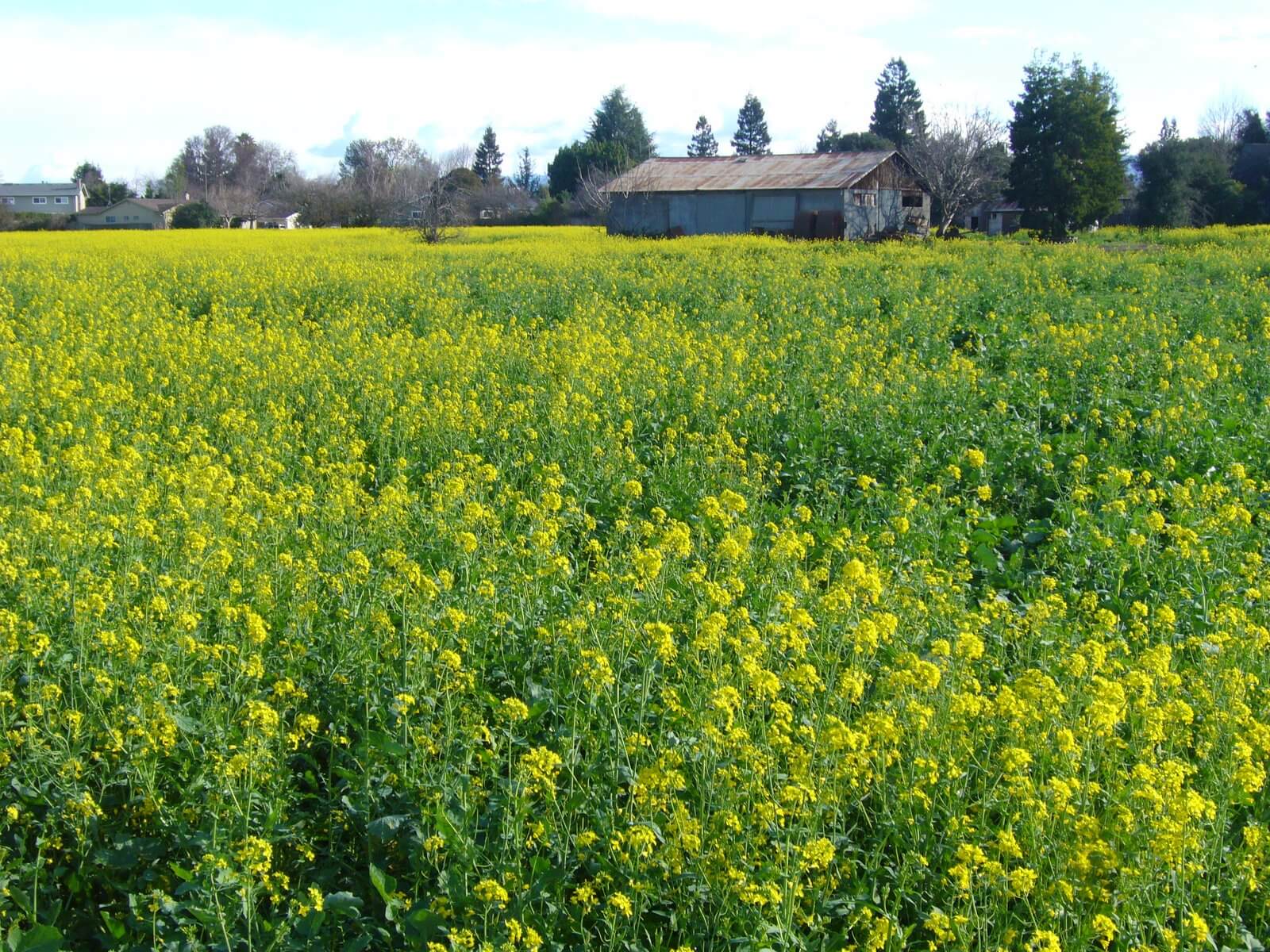 Apple Data Centers Now 100% on Renewable Power