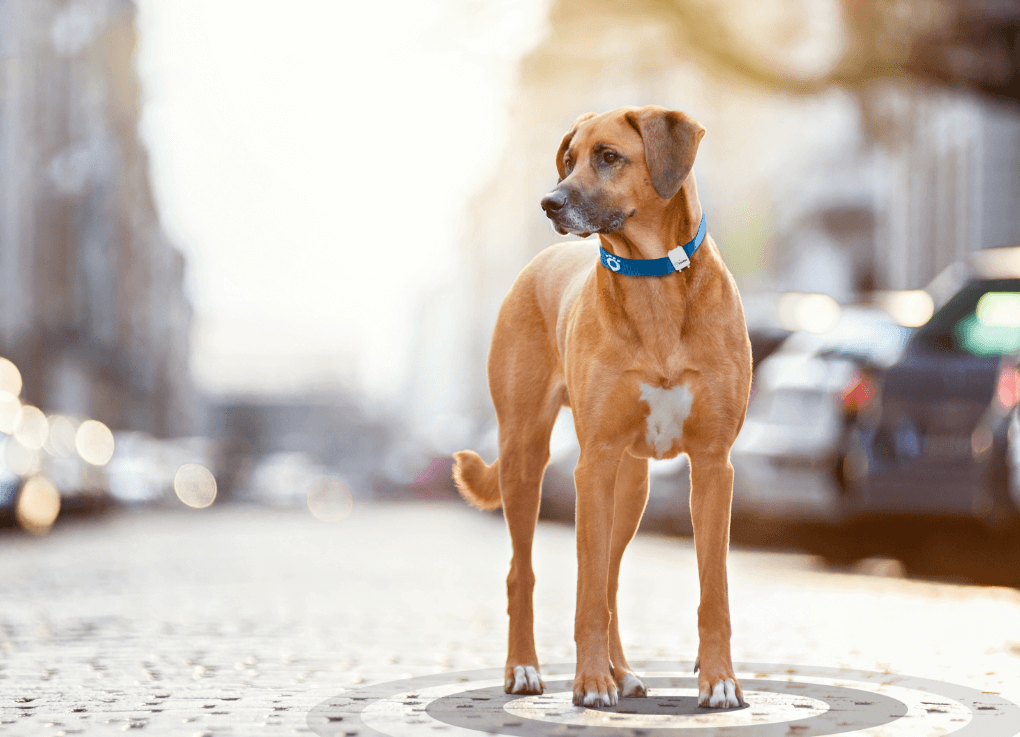 Orange Business Signs Up a Pet Tracking Service for IoT Service