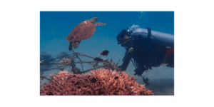 Orange Business and Tēnaka work to restore coral reef in Malaysia