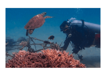 Orange Business and Tēnaka work to restore coral reef in Malaysia